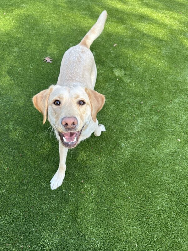 A male yellow lab named Mammoth, is running while looking up at the camera with a smile on his face.