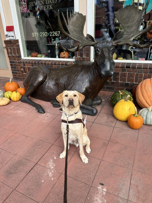 Mammoth, a male yellow lab, sits in front of a moose statue surrounded by pumpkins. He is wearing his guide dogs harness and is looking towards the camera.