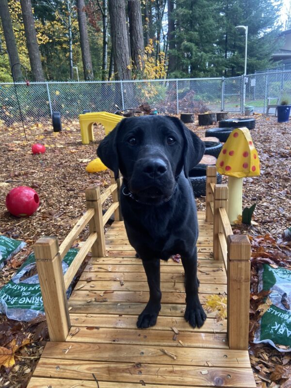 Muir is in a play yard on the Oregon campus. There are trees surrounding the yard and a variety of interactive objects and toys in the background. Muir is standing on a small wooden bridge as he attentively looks at the camera.