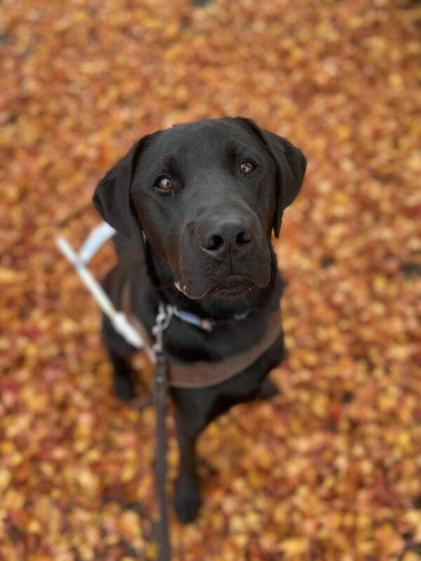 Muir sits in his guide dog harness on a sidewalk covered with yellow and orange leaves. He is attentively looking up at the camera waiting for his food reward.
