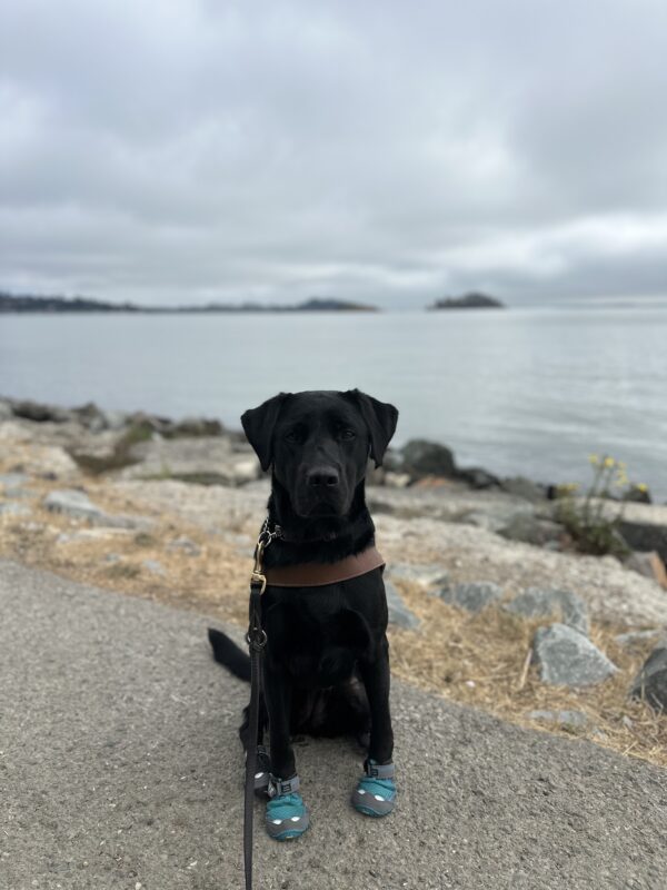 Neema in harness and booties sitting in front of the bay.