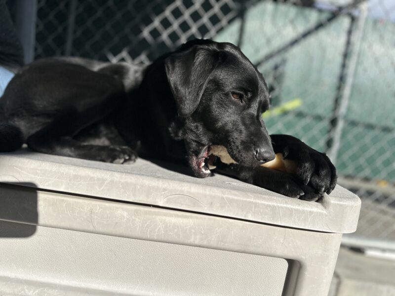Neema lying on a grey plastic structure, chewing a Nylabone.