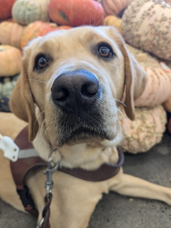 Close up of Bliss laying in her harness. She is in front of several fall colored pumpkins and is looking at the camera.
