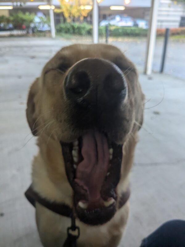 A close up of Kiko sitting in harness. She has a big yawn as if she's ready for a nap after a job well done.