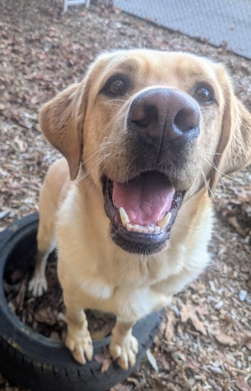 Kiko is standing on a tire in our bark chip yard. She has her mouth open in a smile, posing before going back to playing with her friends.