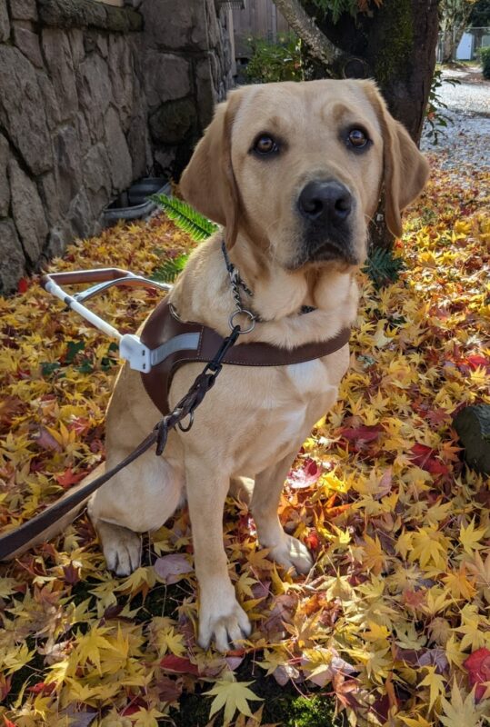 Bliss sits in harness with a serious look on her face. She has lots of yellow leaves under her and a rock wall behind her.