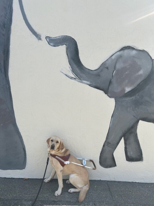 Palm sits in harness while resting against a wall with a painted Mama and baby elephant.
