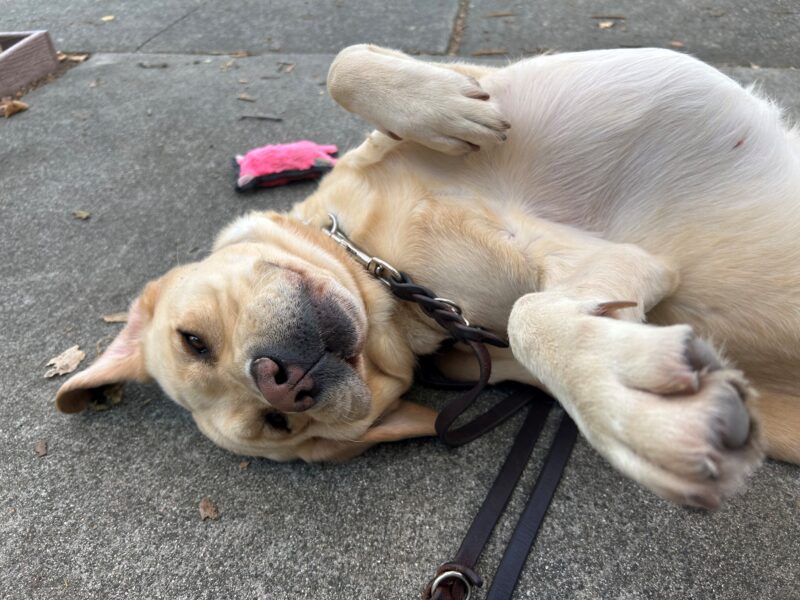 Palm lies on her back during a play session after a guidework route. One of her front paws points towards the camera; a pink dog toy is in the background.