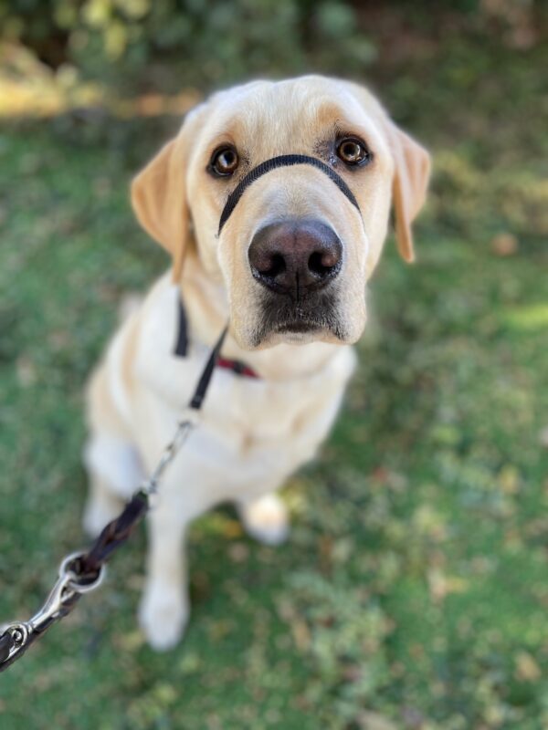 <p>Pax sits in the grass looking expectantly up at the camera, waiting for a treat.</p>