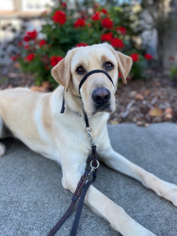 <p>Pax lays on the sidewalk in front of a bush full of bright red flowers.</p>