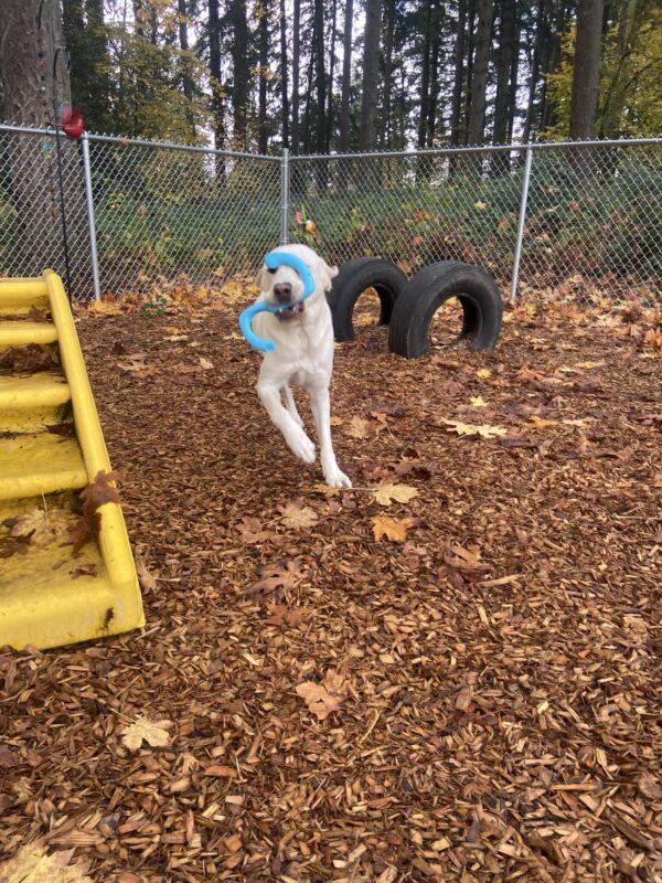 Powell runs in a play yard on the Oregon campus. There are trees surrounding the yard and leaves scattered on the ground. Powell has a blue tug toy in his mouth with part of it covering his eyes as he runs toward the camera.
