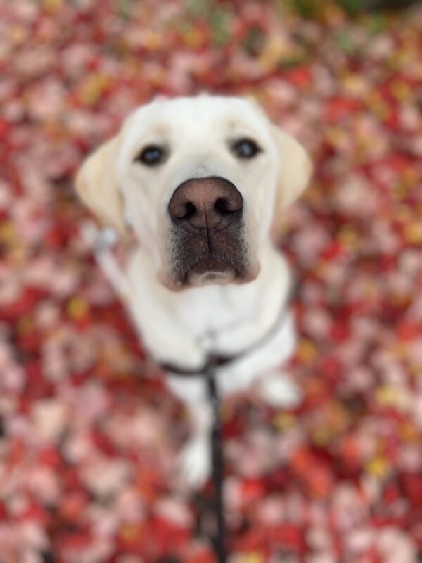 Powell sits in his guide dog harness on a sidewalk covered with red leaves. He is attentively looking up at the camera waiting for a food reward.