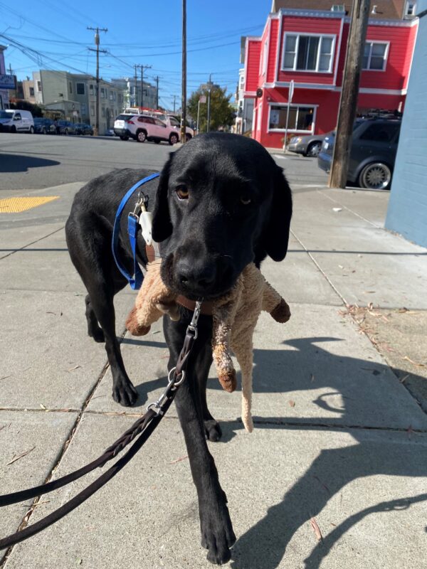 Proper walks towards the camera in harness. She has a lovey dangling from either side of her mouth. Behind her is a bright red house on a quiet city street.