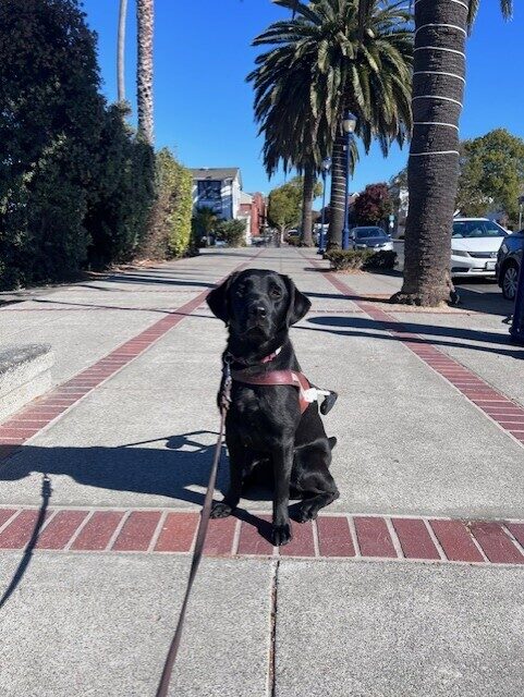 Rinda sits in harness looking at the camera. Behind her it is a beautiful sunny day with clear blue skies. There are palm trees lining the sidewalk behind Rinda.