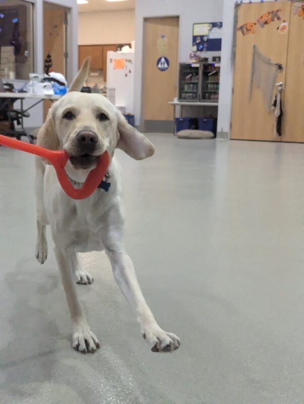 Rodeo is running towards the camera with a orange toy in his mouth.