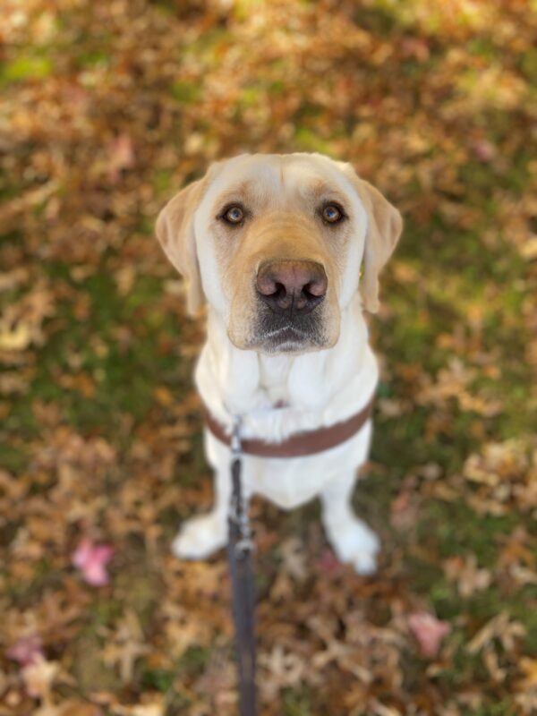 Rollo sits at attention in his harness looking up at the camera. He has a very serious expression on his face. His light cream color fur is high contrast to the green and brown leaf litter he is sitting on.