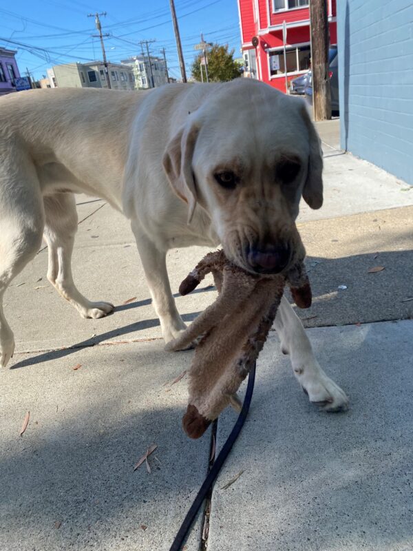 Rollo is walking towards the camera with a soft toy in his mouth. His snout is scrunched. He is on a quiet city street. There is a bright red building in the background.