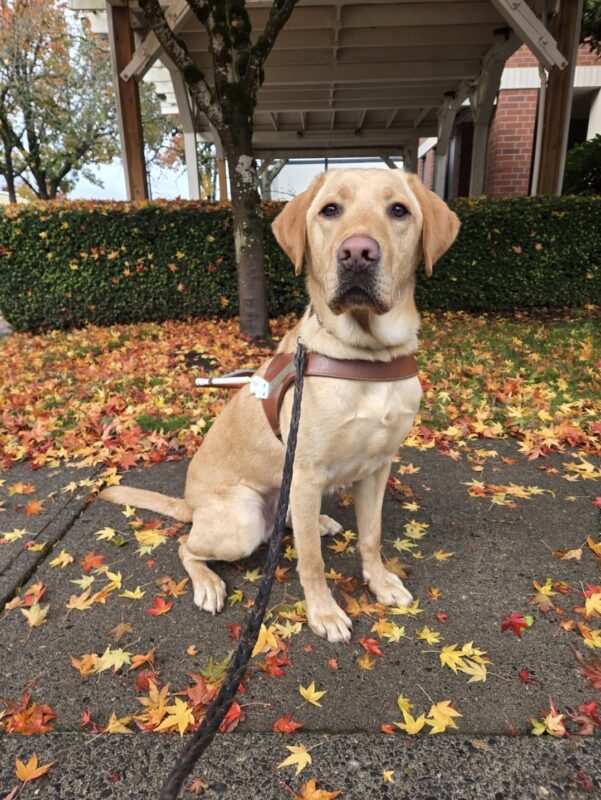 Kelvin is at the Gresham Lounge in Gresham, OR. He’s wearing his harness, sitting, and looking at the camera. There are multiple leaves on the ground around and behind Kelvin.