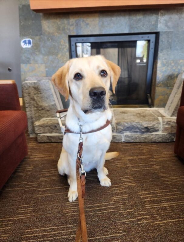 Denny sits in front of the fireplace in the Dorm on the Oregon Campus. He's wearing his harness and looking up at the camera.