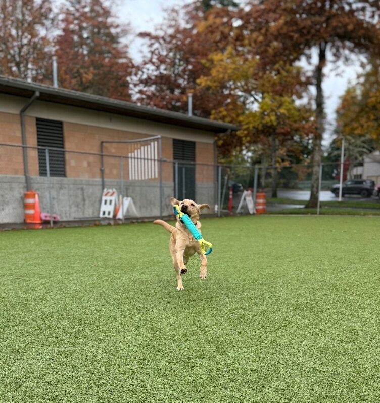 Kelvin is in a free run area on the Oregon Campus. It’s an action shot of Kelvin running towards the camera with a toy.
