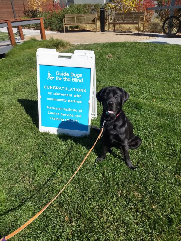 Black Lab Silver is sitting outside next to a blue sign that is welcoming him to the NICST program.