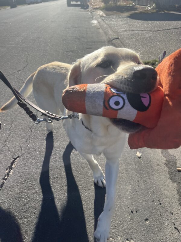 Valla is pictured prancing towards the camera while holding a stuffed traffic cone toy.