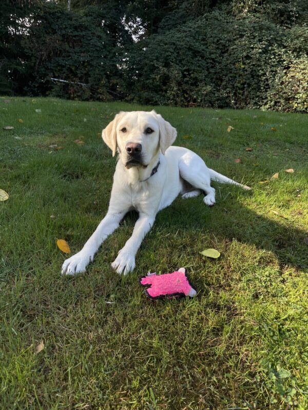 Vonny, a light yellow Labrador retriever, lays in the grass with a pink stuffed toy in front of his legs. He is looking at the camera with ears perked forward and the sun is shining on his warm brown eyes. Some large green bushes can be seen in the background.