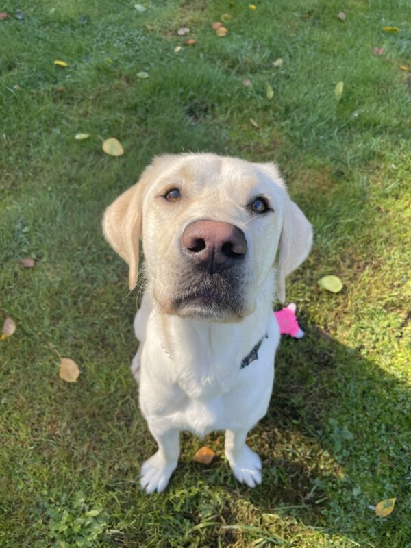 Vonny, a yellow Labrador retriever, is sitting nicely on the grass and looking up at the camera. He has an adorable pink nose and dark muzzle, and the sun is highlighting his golden brown eyes.