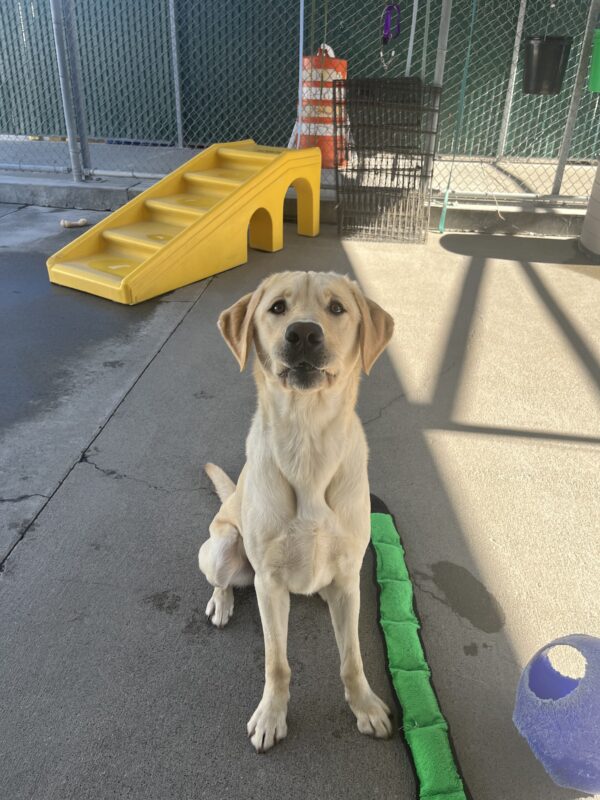 Wally is pictured sitting in a community run yard on campus. He is staring up at the camera with his lips scrunched up in a silly expression.