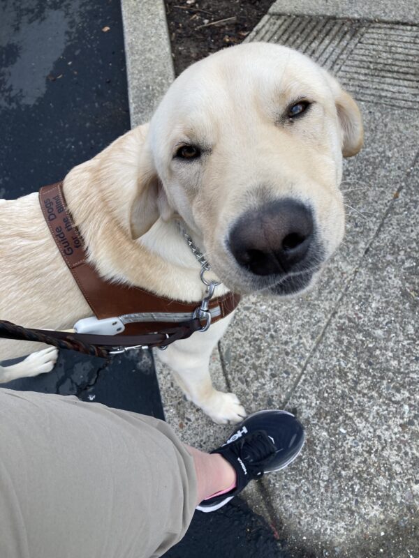 Wally is pictured in his harness with his front paws on a curb. He is squinting up at the camera.