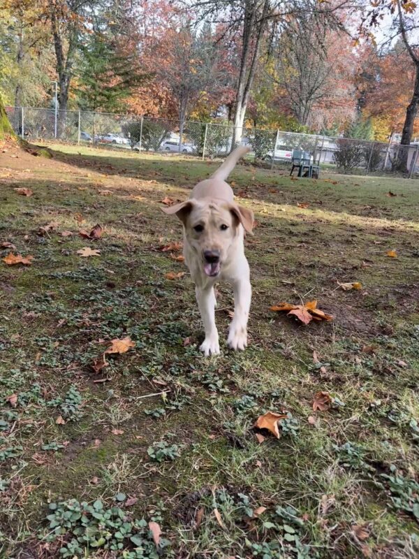 Zena, a female yellow lab with a wrinkly face, is running towards the camera in a fenced backyard.