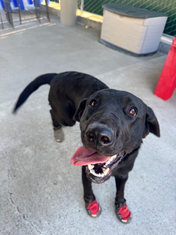 Zoe's high-energy spirit shines in this photo. She is running in all 4 booties in community run with her tongue hanging out of the side of her mouth and an open smile.