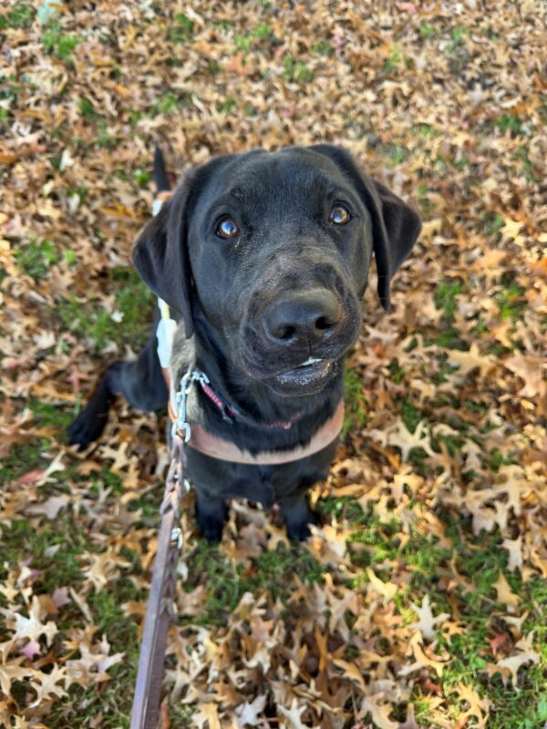 Zoe is in harness sitting in a pile of fallen leaves on the ground. She wears a goofy expression on her face with her left upper lip caught in her teeth as she looks into the camera.