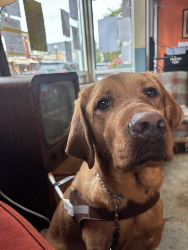 A dark red Labrador retriever looks into the camera in harness. Behind him is a window and an old tv from inside a coffee shop.