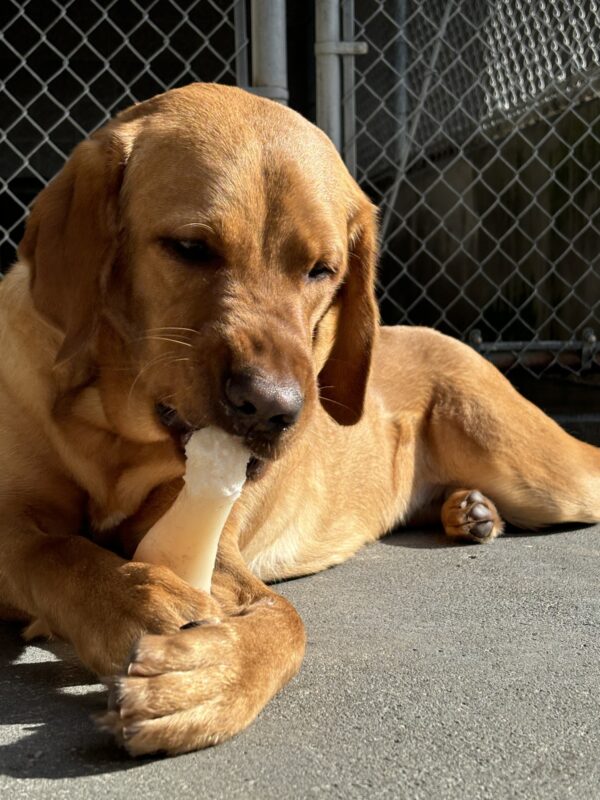A dark red Labrador lays on cement with a bone between his front paws. He is chewing his bone and his lips are scrunched up in a cute expression.