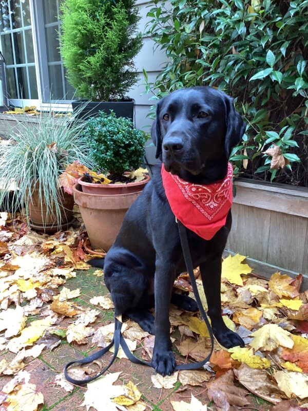 Delgado sits on a patio with fall leaves on the ground. There are some potted plants and the side of a house behind him. He is wearing a red bandana and looking to the left of the camera