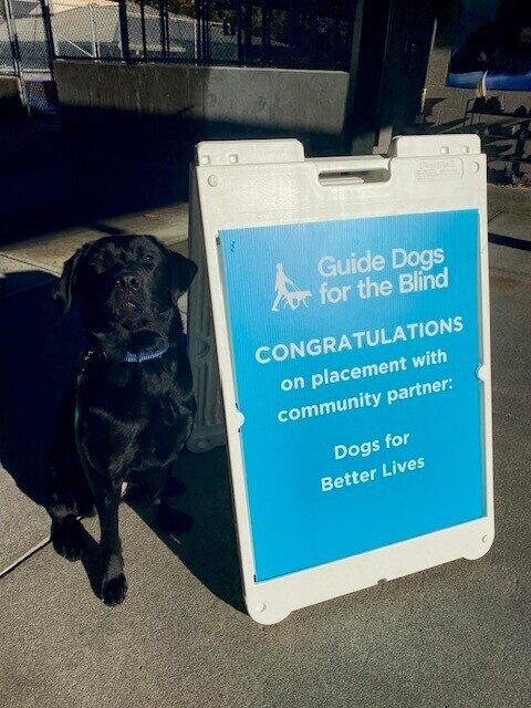 Black Lab Gina sitting next to a blue sign congratulating her on being accepted by Dogs for Better Lives