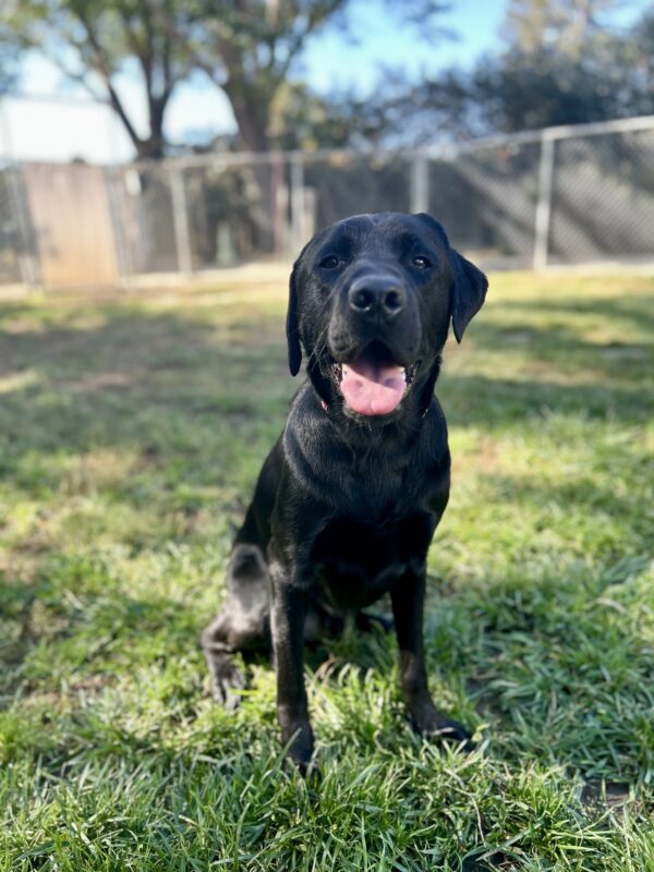 Norris sits in a grass play-yard looking at the camera. His mouth is open and his tongue is out.
