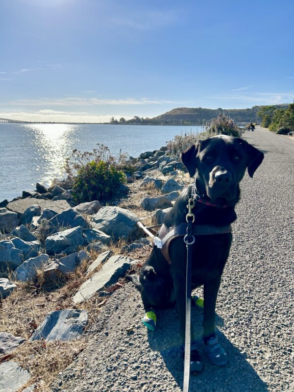 Norris sits in harness wearing all four boots on a paved trail. There is a rocky shoreline along the SF bay is in the background and the sun is shining on the water.