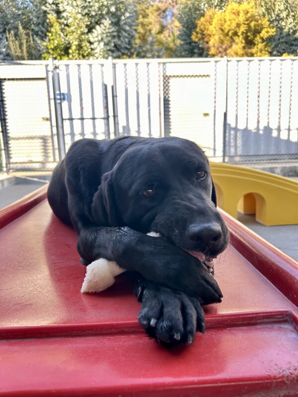 Pecan is lying down on a red piece of play equipment. She is chewing on a Nylabone which she is holding with her front paws.