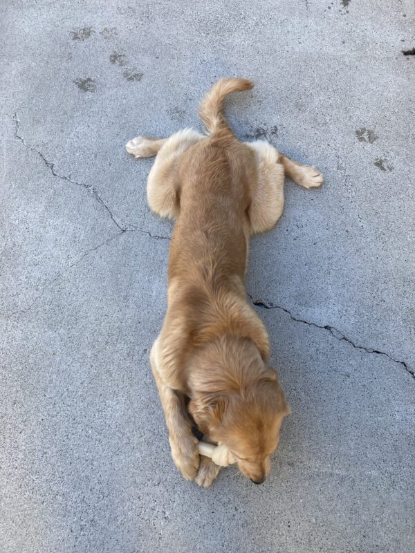 Charmaine lays down in the community play area with her back legs frogged out in the