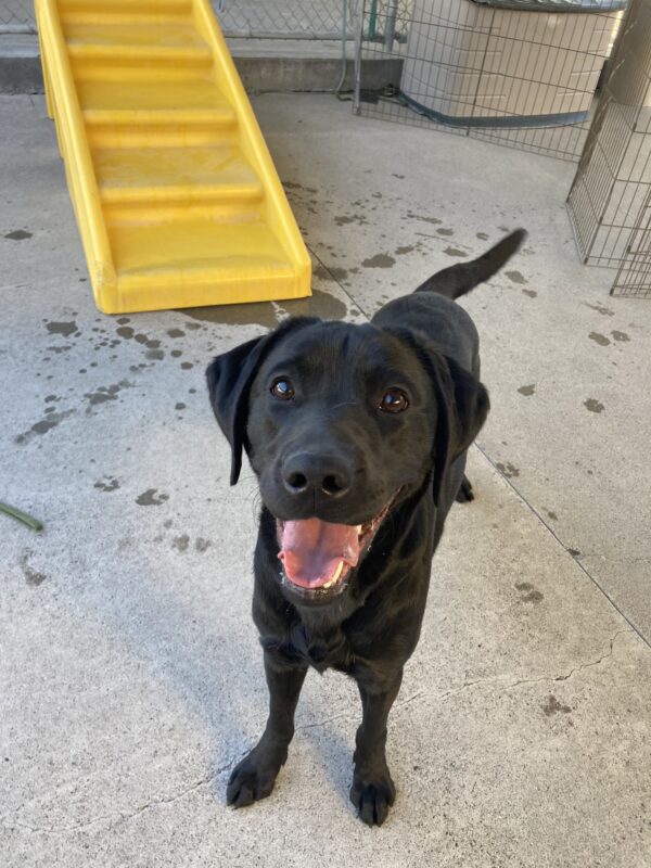 Georgie stands in the community run area, looking towards the camera. Her tongue is out and a yellow structure is in the background.