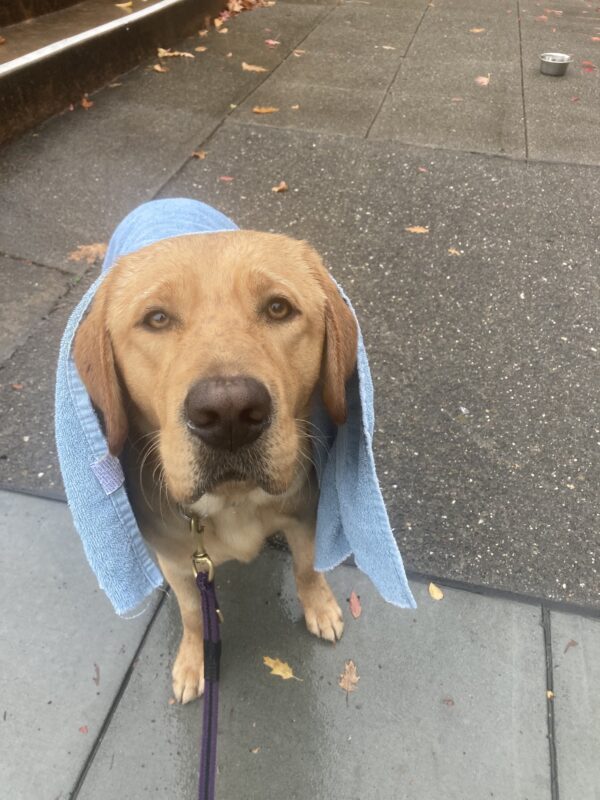 Lars stands while covered in a towel. He is slightly wet as he looks soulfully towards the camera.