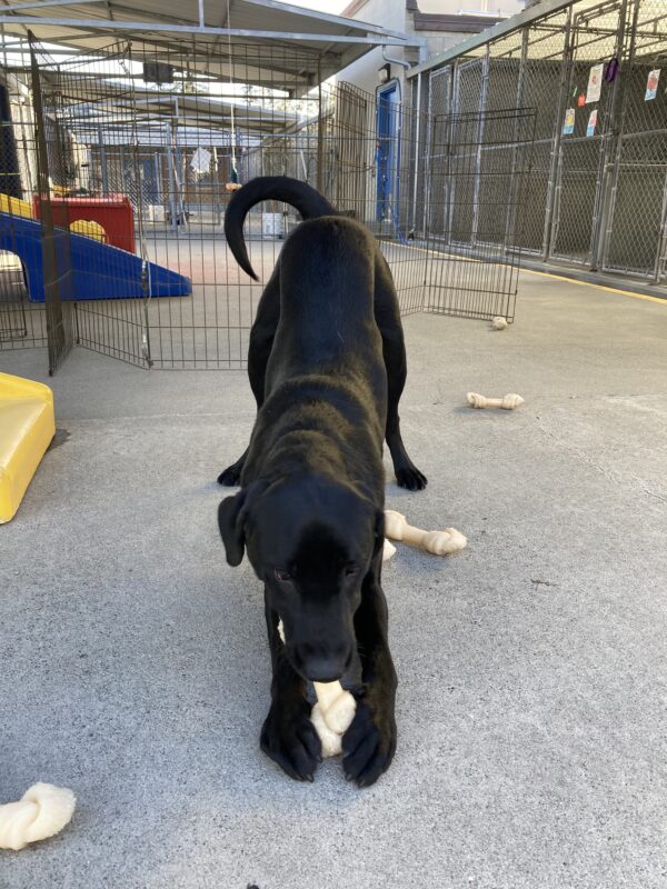 Harley chews on a Nylabone in a community run area. His elbows are on the ground with his hind end upright with his tail mid-wag.