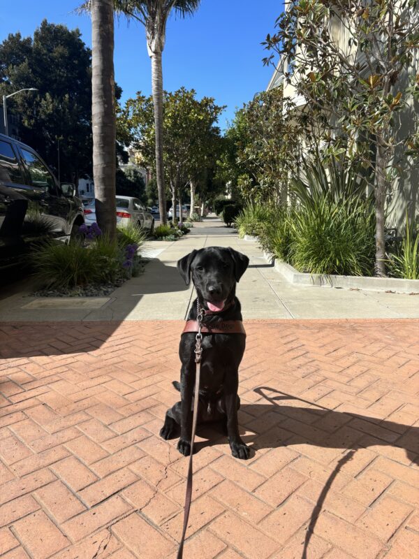 Harley sits in harness on a red sidewalk with palm trees in the background. Harley looks toward the camera with his mouth open.