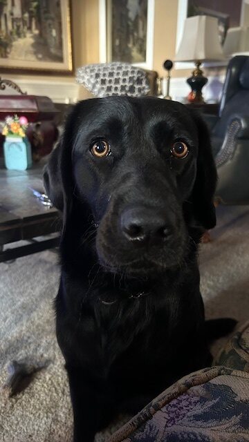 Kelby, a black Lab, is sitting in her foster care provider's living room. She is staring into the camera with her light brown eyes.