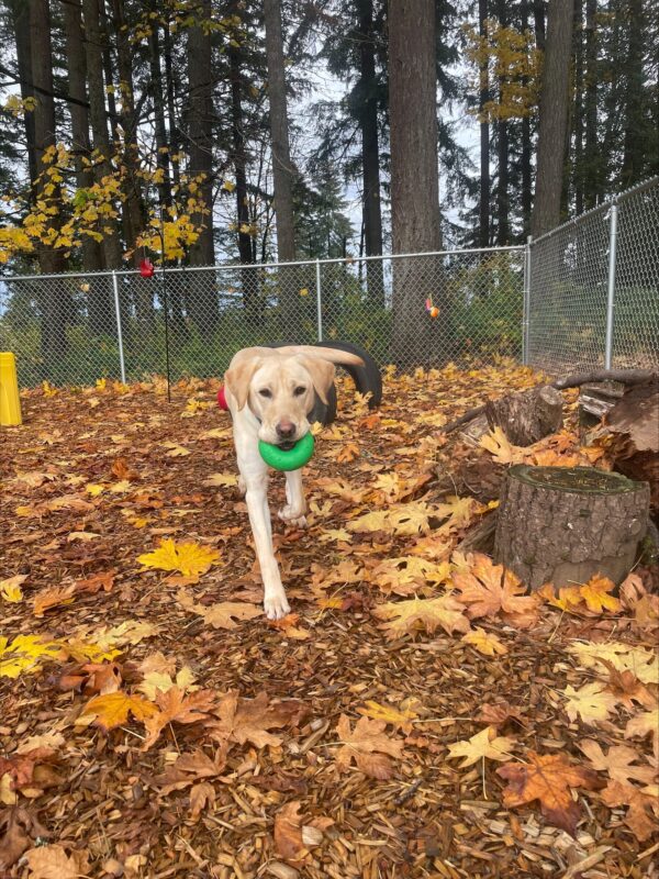 A photo of Booker, a light yellow Labrador Retriever, trotting towards the camera with a green, donut-shaped rubber toy in his mouth. He is in a bark-chip covered sensory garden with a pile of logs next to him and crisp fall leaves littering the ground around him. Tall trees, green shrubs, and a metal fence are visible in the background.