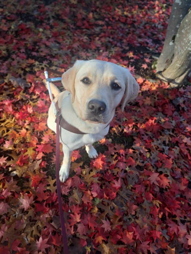 Yellow lab (Jean) sitting in harness with beautiful red leaves at her feet.