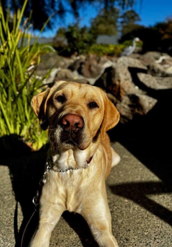 Sycamore poses in front of the San Rafael campus fountain/pond.