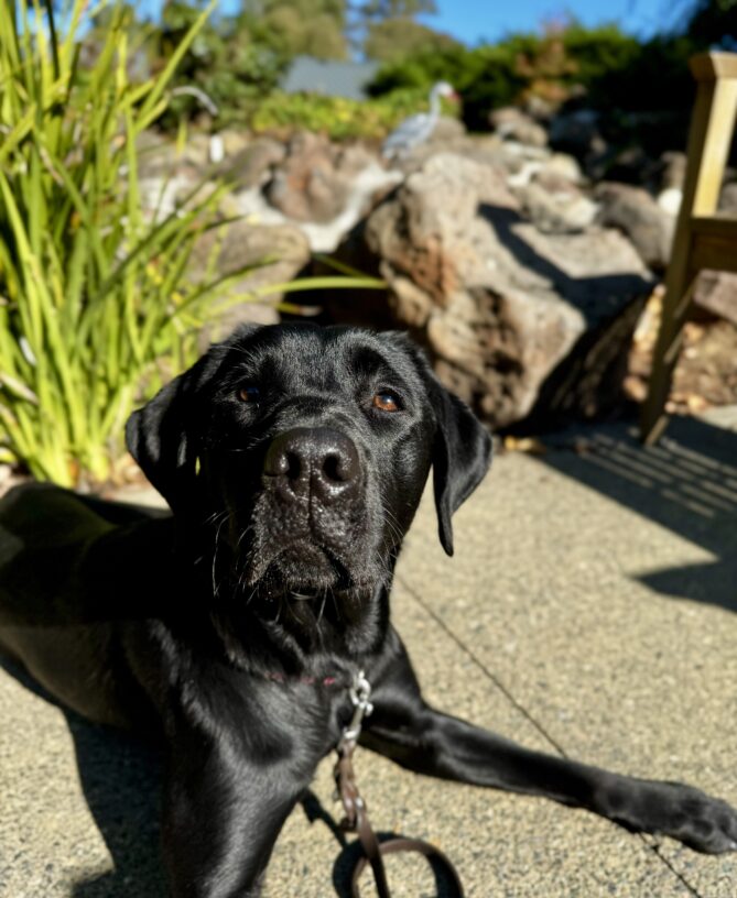 Groovy poses in front of the San Rafael fountain. Her black coat shines in the sun.
